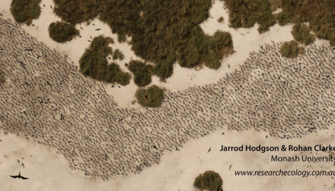 Crested Tern colony on a remote island in north-western Australia photographed by a UAV.