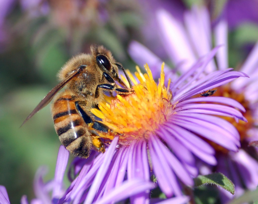 Making Pollination Political Corporate Knights