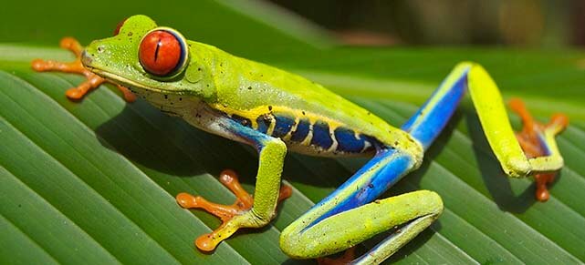 A red-eyed tree frog.