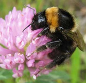 The Reintroduction Of The Short Haired Bumblebee Corporate Knights