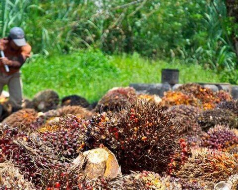 Palm Oil fruit harvest. Photo by Craig Morey