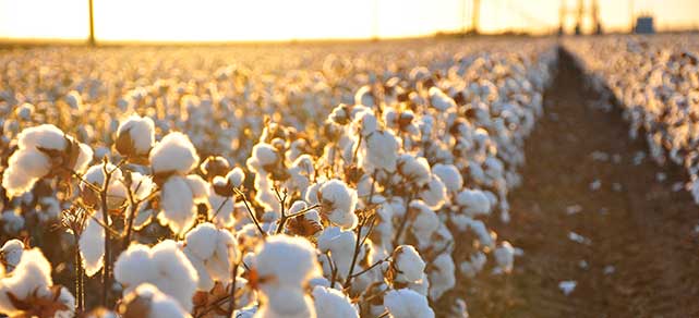 Cotton Field