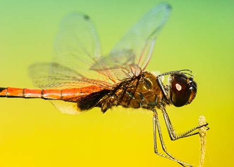 Where are the flying insects going in Germany? | An image of a dragonfly