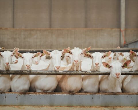 animal welfare investments