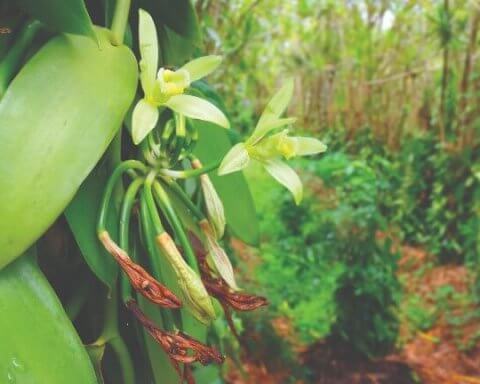 sustainable spice farming