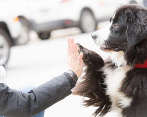 Canada needs more private-nonprofit partnerships