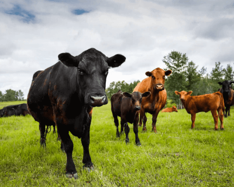 How to prevent the next pandemic with plant foods