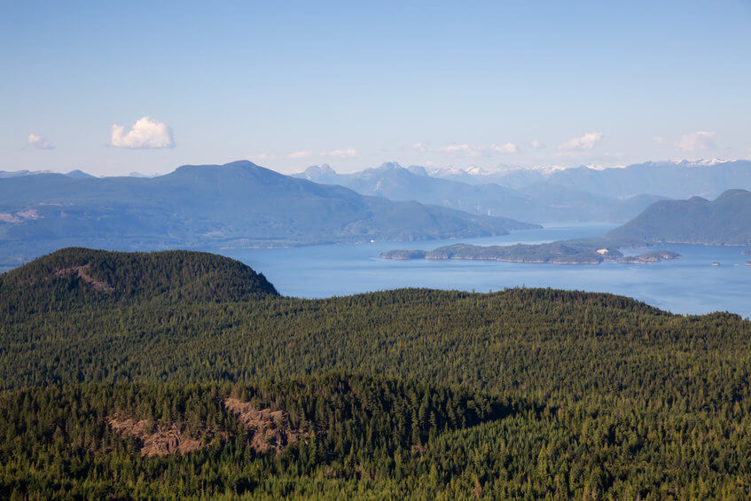 Indigenous land back forest