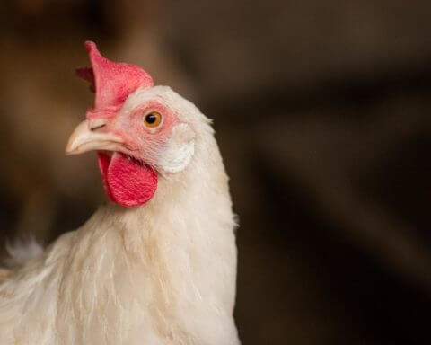 animal welfare standards