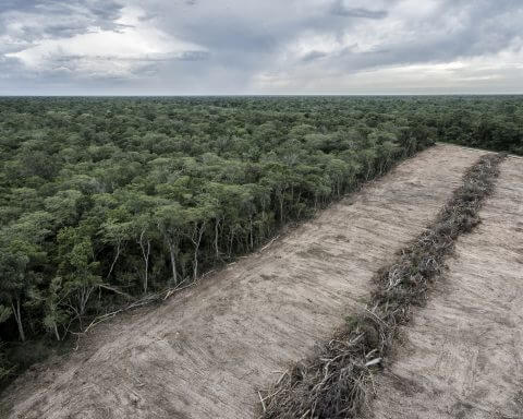 deforestation cop27