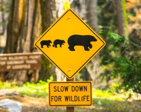 biodiversity cop15 Corporate Knights