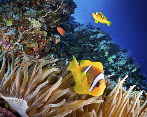 oceans biodiversity cop15 Corporate Knights