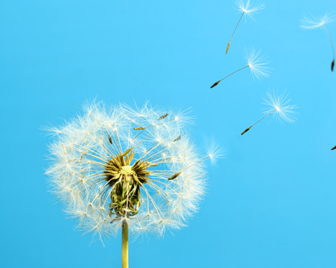 Bioeconomy department of defense makes rubber with dandeliions