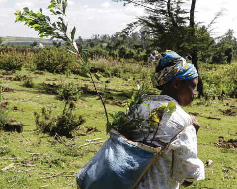 Great Green Wall Initiative Africa tree-planting Corporate Knights