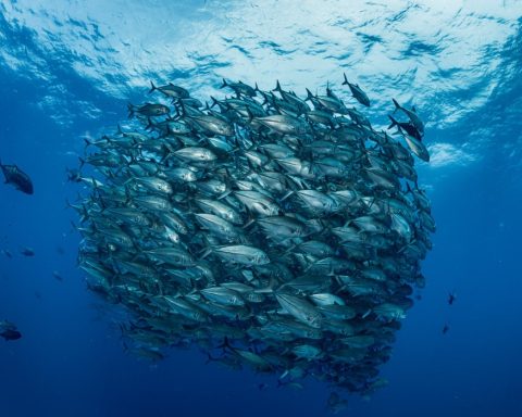 deep-sea mining Corporate Knights