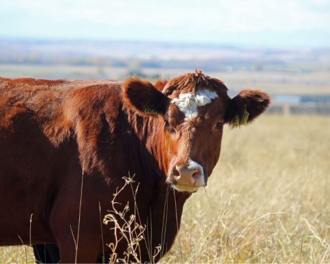 beef, cattle, climate change, meat