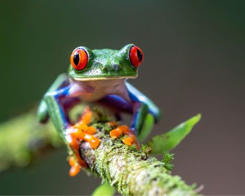 biodiversity, conservation, Indigenous, nature