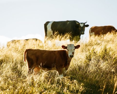 plant-based, beyond meat