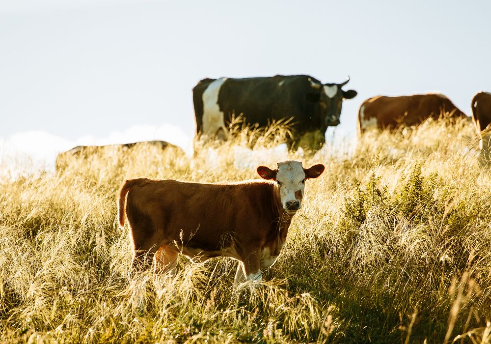 plant-based, beyond meat