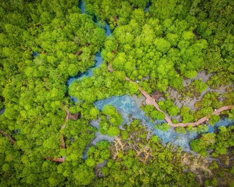 indigenous, deforestation, forest positive