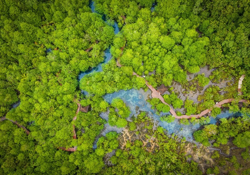 indigenous, deforestation, forest positive