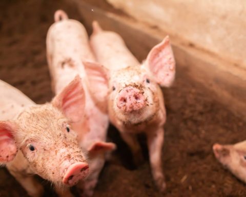 bacteria, antimicrobial resistance, food systems