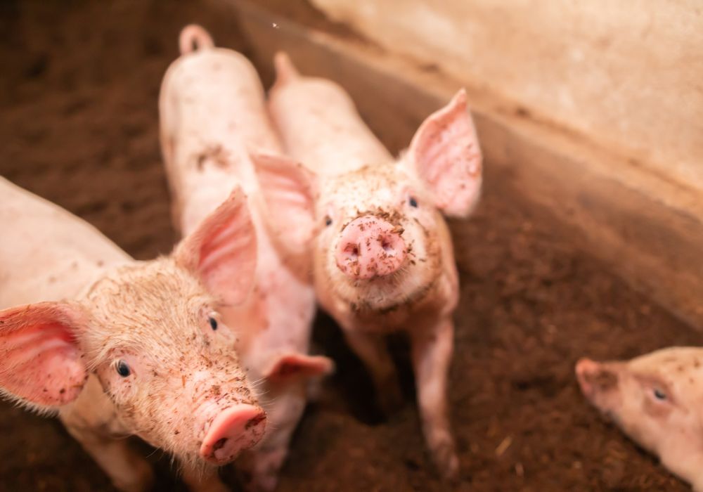 bacteria, antimicrobial resistance, food systems