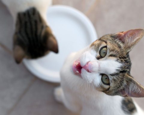 cat treats, Cult Food Science, lab grown