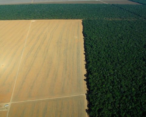 Amazon, deforestation, Brazil