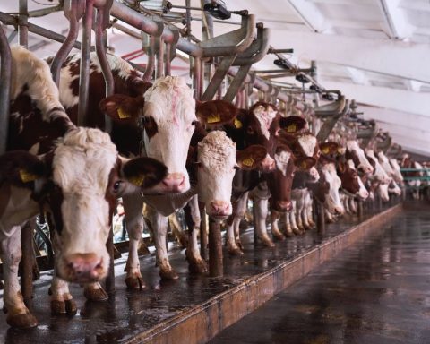 Cows in a factory farm