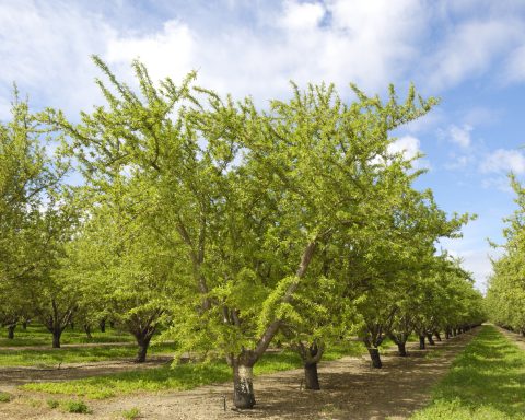 An almond orchard