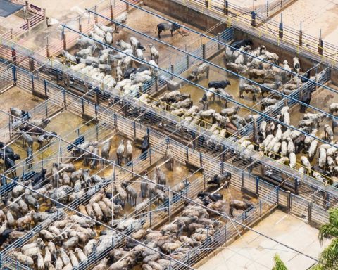 Deforestation-driven growth often means inhumane conditions for Brazil’s cattle.