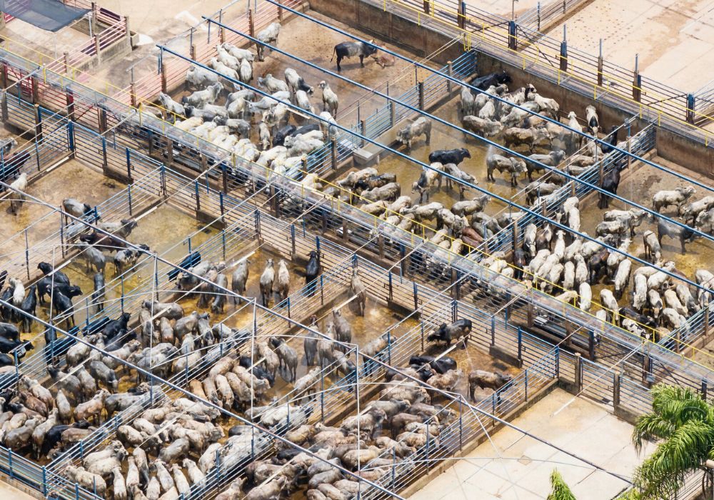 Deforestation-driven growth often means inhumane conditions for Brazil’s cattle.