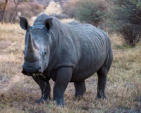 A black rhinoceros in Etosha National Park.