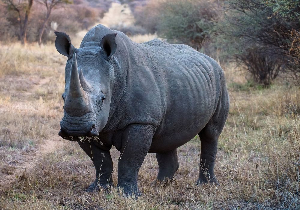 A black rhinoceros in Etosha National Park.