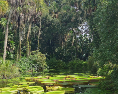 "When I was a kid, David Suzuki’s The Nature of Things ran an episode on the decimation of the Amazon rainforest that filled me with wonder and a burning need to do something," writes Toby Heaps.