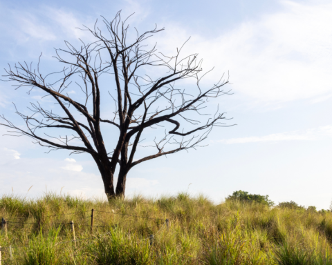 The Lone Tree, Jurong Lake Gardens