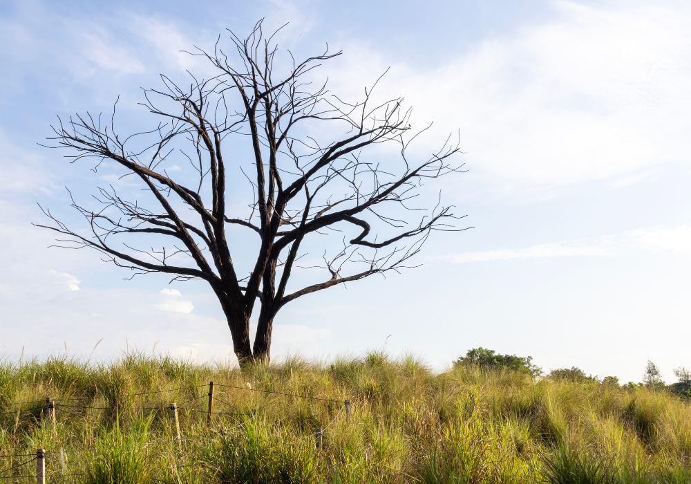 The Lone Tree, Jurong Lake Gardens