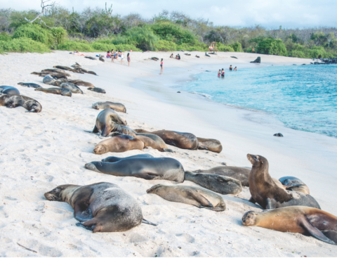 Sea lions resting under the sun in the Galápagos Islands