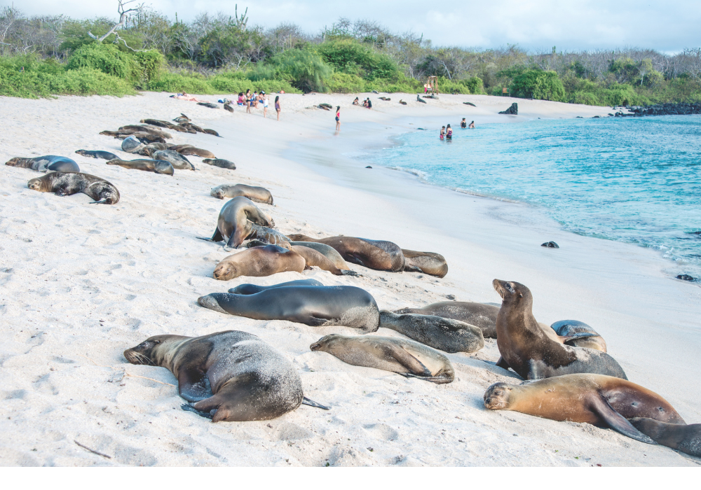 Sea lions resting under the sun in the Galápagos Islands