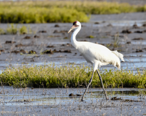 Whooping crane