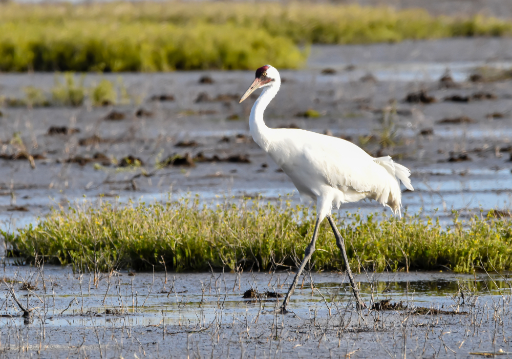 Cross-border wildlife conservation between the U.S. and Canada is under strain