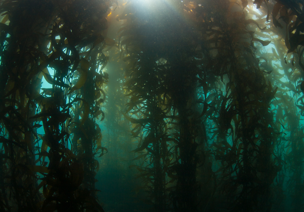 Kelp forest