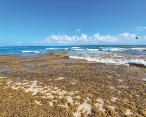 Golden brown sargassum seaweed spreads across shallow coastal waters.