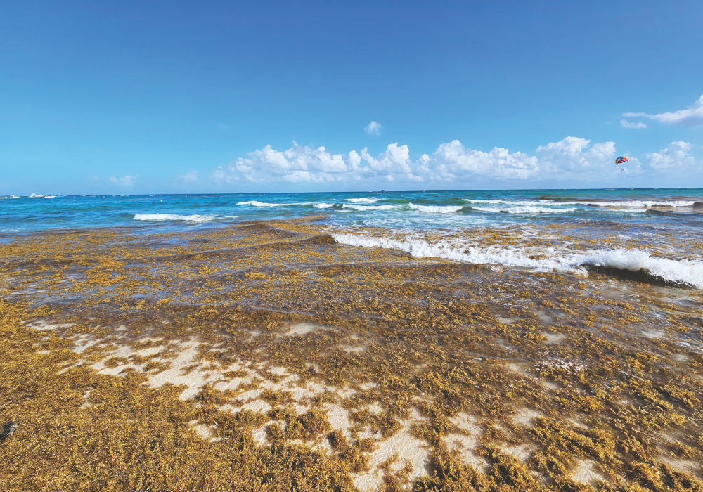 Climate change is redrawing the map of global seaweed blooms